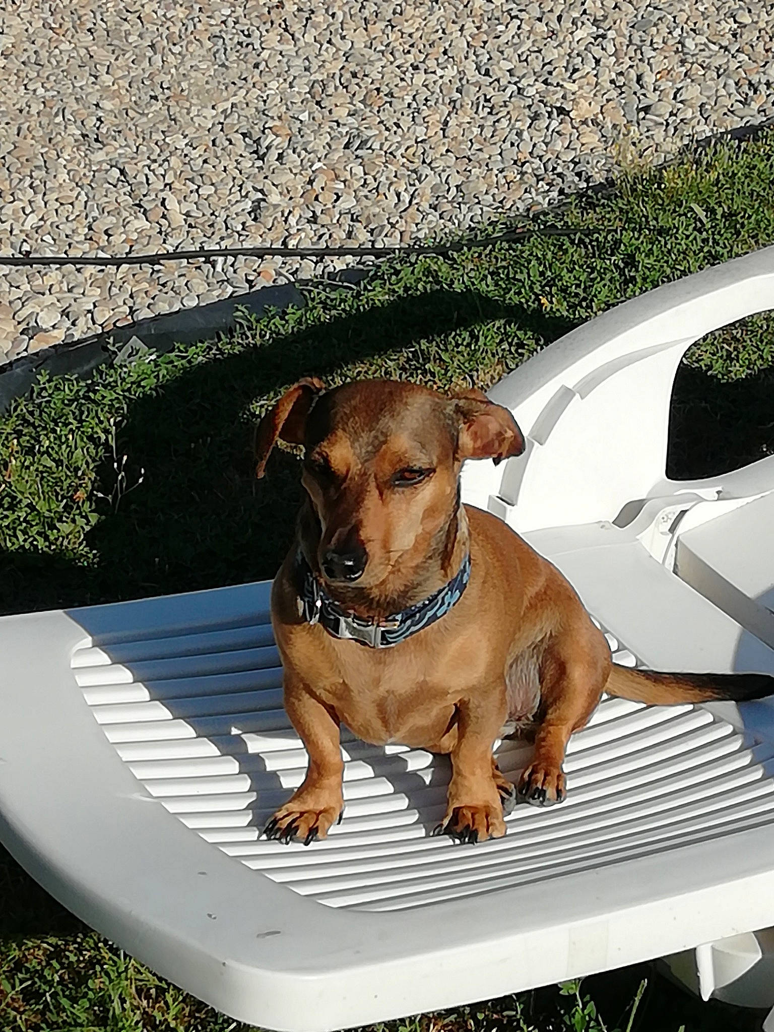 Maya a rejoint le concours — aidez-le/la à gagner de superbes lots ! canidae, carnivore, companion_dog, dachshund, dog, dog_breed, fawn, german_pinscher, mammal, rare_breed_dog, rhodesian_ridgeback, snout, sporting_group, table, vizsla