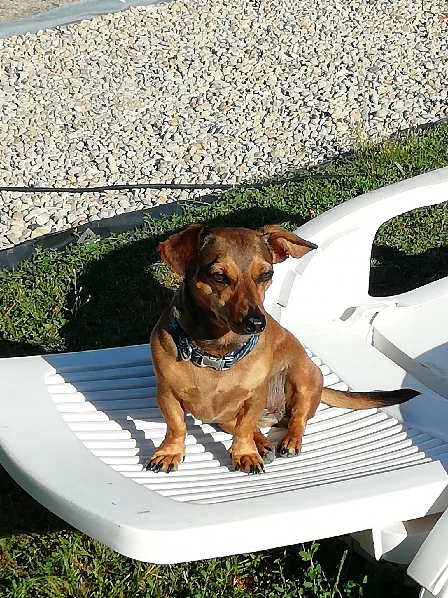 Maya a rejoint le concours — aidez-le/la à gagner de superbes lots ! canidae, carnivore, companion_dog, dachshund, dog, dog_breed, sporting_group, table