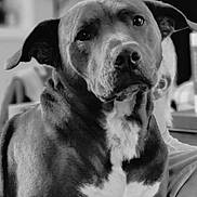 Odin is registered to the contest to win money with this photo: dog, black_and_white, portrait, indoor, pet, canine, fur, ears, eyes, sitting, closeup, animal, mammal, domestic_animal, companion, looking, whiskers, snout, chest, calm