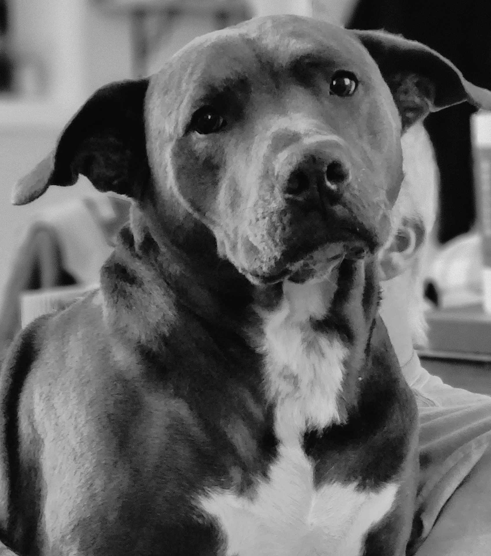 Odin is registered to the contest to win money with this photo: dog, black_and_white, portrait, indoor, pet, canine, fur, ears, eyes, sitting, closeup, animal, mammal, domestic_animal, companion, looking, whiskers, snout, chest, calm