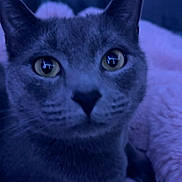 Bruce joined the competition — help win amazing prizes! bed, blanket, cat, close_up, cozy, domestic_cat, ears, eyes, feline, fur, gray_fur, indoor, low_light, nose, pet, portrait, reflection, soft_texture, whiskers, yellow_eyes