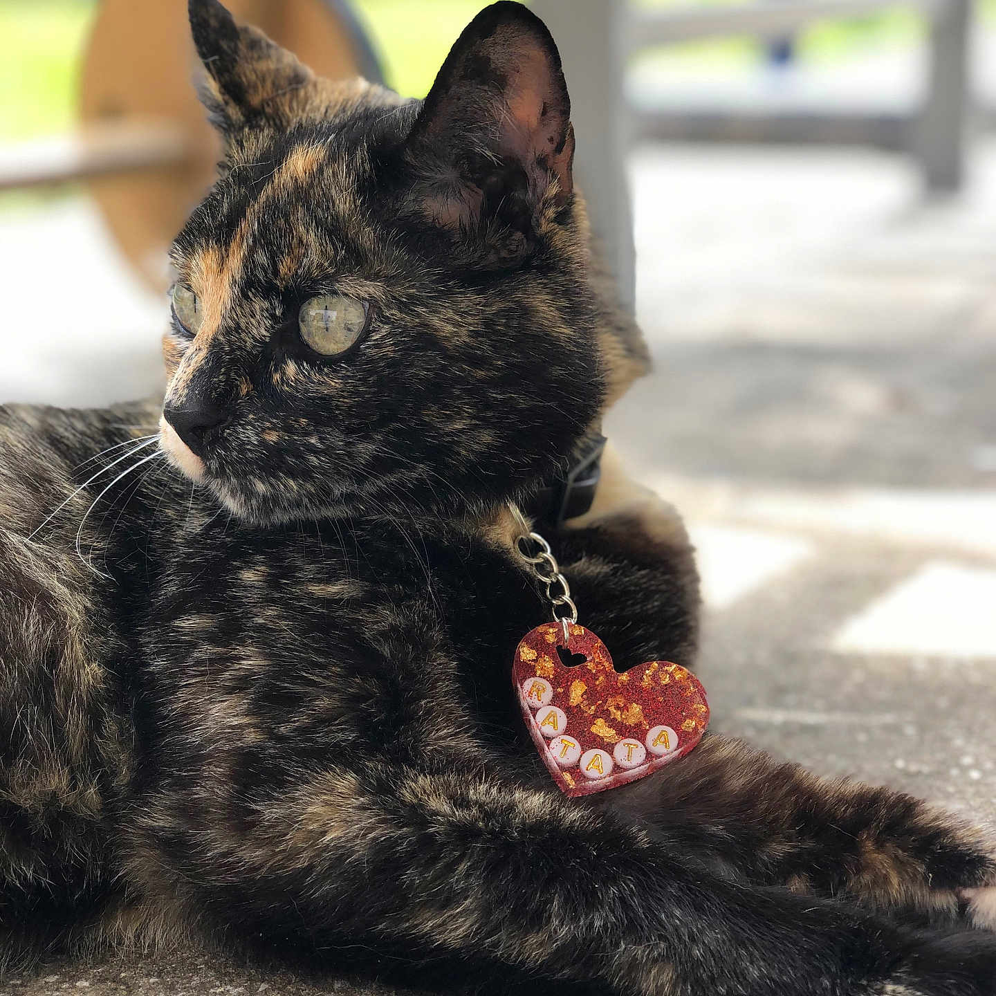 Ratatouille a rejoint le concours — aidez-le/la à gagner de superbes lots ! animal, blurred_background, cat, close_up, collar, domestic_cat, ear, eyes, fur, heart_shape, lying_down, outdoor, pet, portrait, relaxed, sunlight, tag, texture, tortoiseshell, whiskers
