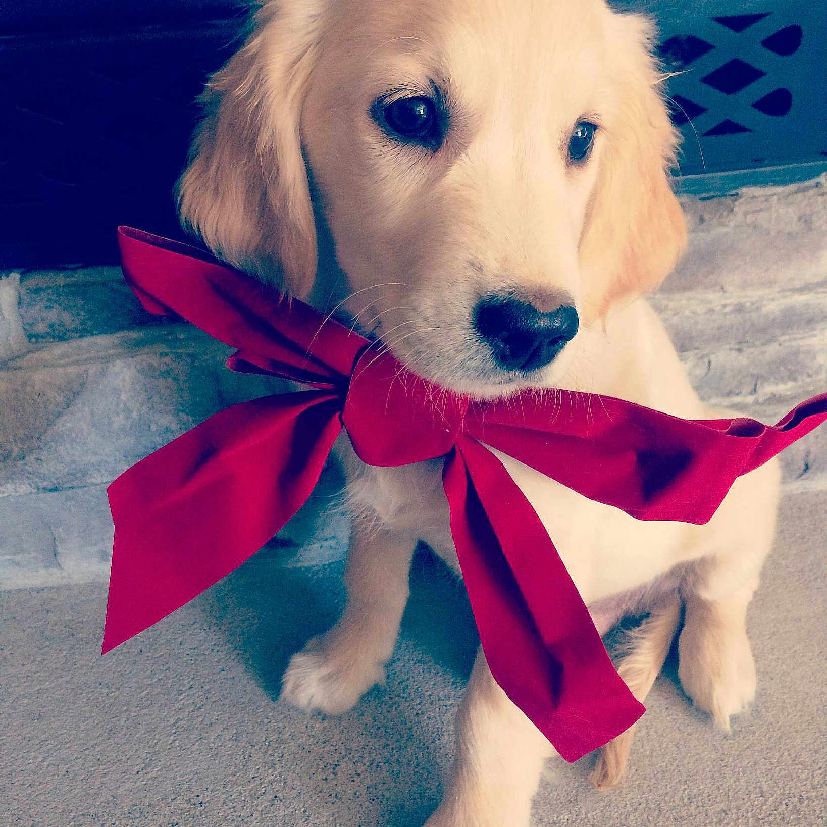 Bauer Jack