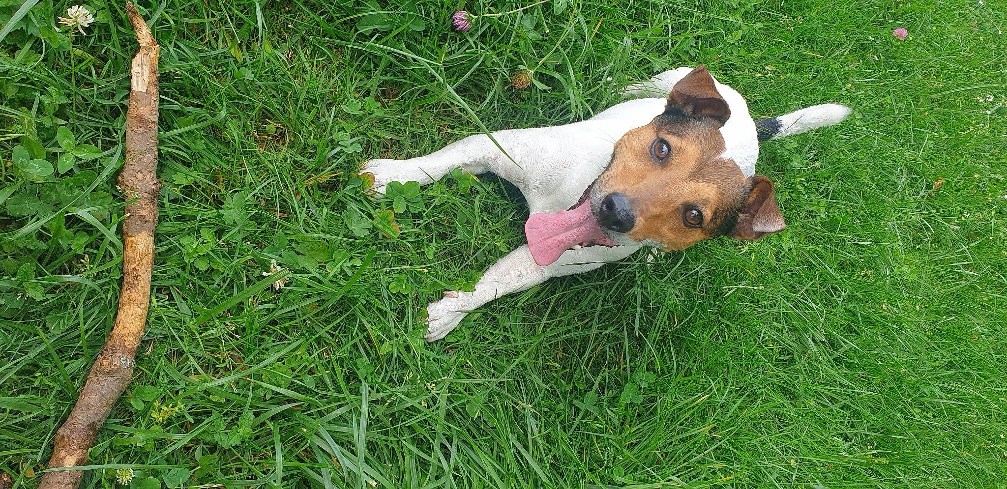 Namour a rejoint le concours — aidez-le/la à gagner de superbes lots ! canidae, carnivore, collar, companion_dog, dog, dog_breed, dog_supply, fawn, grass, grassland, groundcover, hunting_dog, non_sporting_group, paw, plant, snout, sporting_group, tail, terrestrial_animal, working_animal