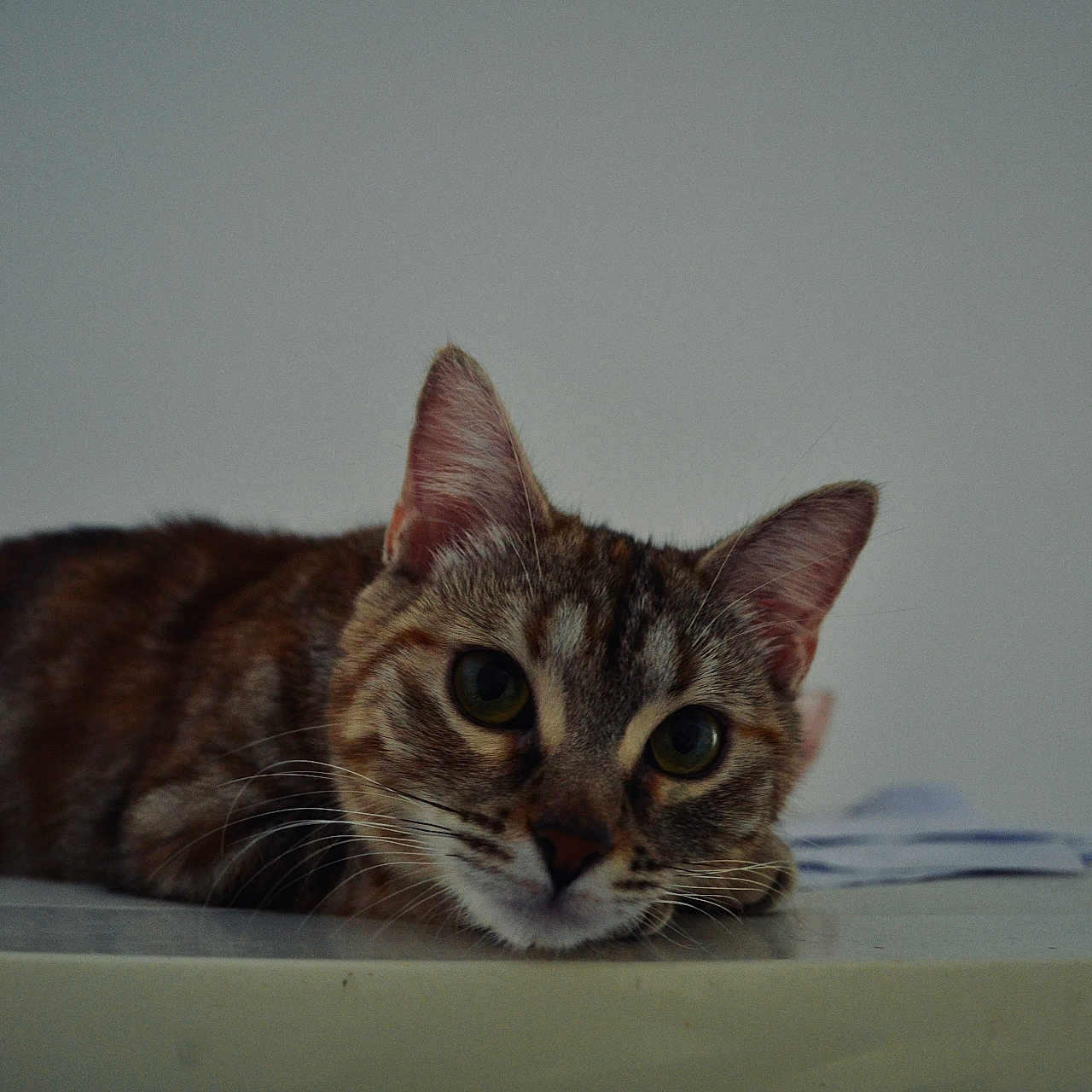 Opale participe au concours pour gagner de l'argent avec cette photo : animal, background, cat, close_up, curious, domestic_animal, ears, eyes, face, feline, fur, indoor, lying_down, mammal, pet, portrait, resting, soft_light, tabby_cat, whiskers