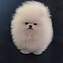 dog, puppy, pomeranian, fluffy, white, cute, pet, fur, animal, small, adorable, portrait, isolated, studio, canine, face, eyes, nose, standing, soft
