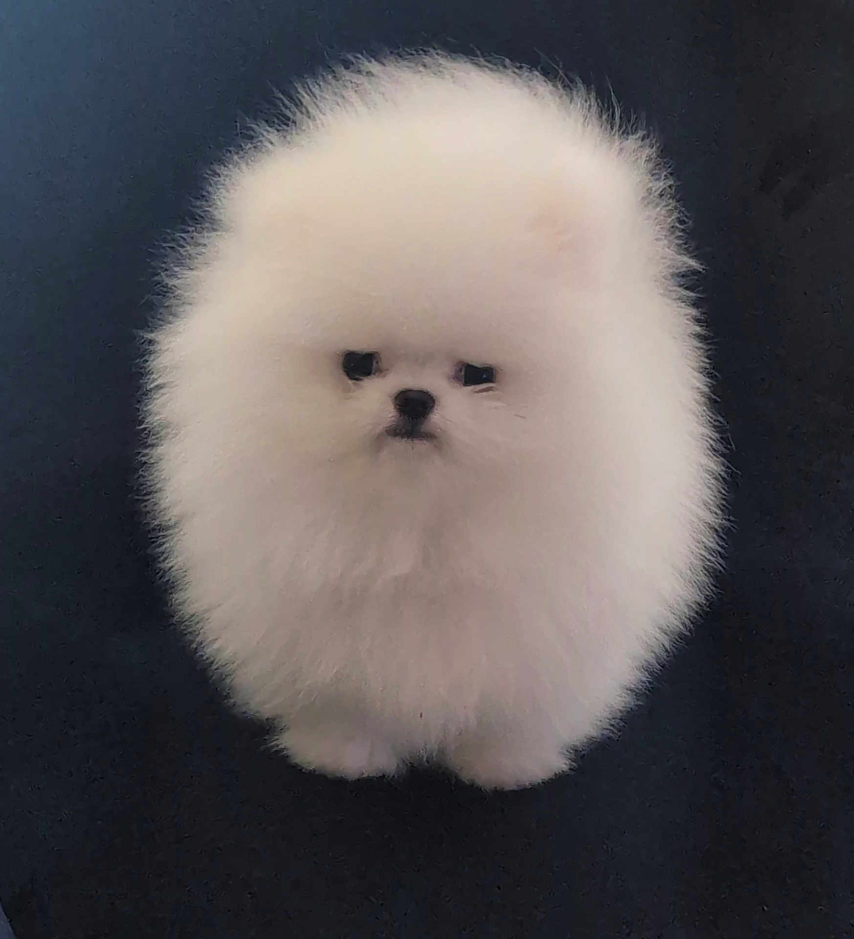 Suki joined the competition — help win amazing prizes! dog, puppy, pomeranian, fluffy, white, cute, pet, fur, animal, small, adorable, portrait, isolated, studio, canine, face, eyes, nose, standing, soft
