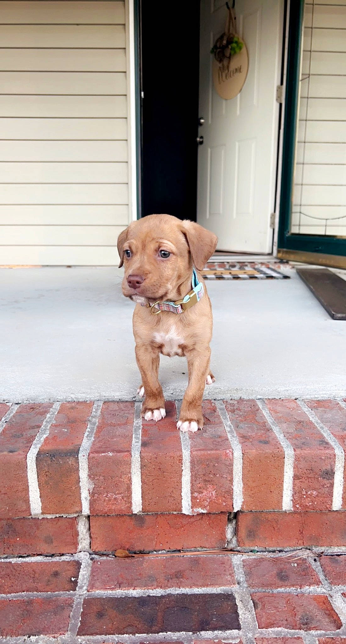 Beau is registered to the contest to win money with this photo: brick, brickwork, carnivore, collar, companion_dog, dog, dog_breed, dog_collar, door, fawn, floor, flooring, hardwood, liver, pet_supply, road_surface, snout, sporting_group, wood, working_animal