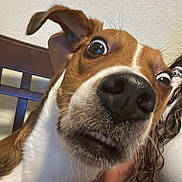 Boss joined the competition — help win amazing prizes! animal, brown_and_white, chair, close_up, curly_hair, dog, ear, face, fur, indoor, indoor_lighting, mouth, nose, person_partial, pet, surprised_expression, texture, whiskers, white_wall, wide_eyes