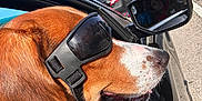 Boss is registered to the contest to win money with this photo: animal, beagle, brown, canine, car, day, dog, goggles, outdoor, pet, reflection, road, roadside, side_mirror, sunny, traffic, transportation, travel, white, window