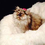 Lily Rose participe au concours pour gagner de l'argent avec cette photo :