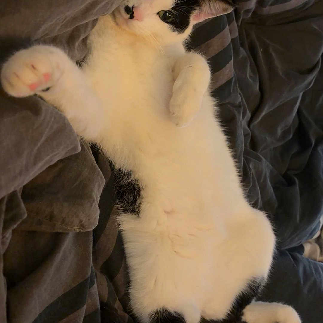 Papillon participe au concours pour gagner de l'argent avec cette photo : cat, black_and_white, lying_down, bed, blanket, striped, cozy, relaxed, pet, fur, paw, cute, indoor, sleepy, whiskers, animal, feline, soft, resting, comfort