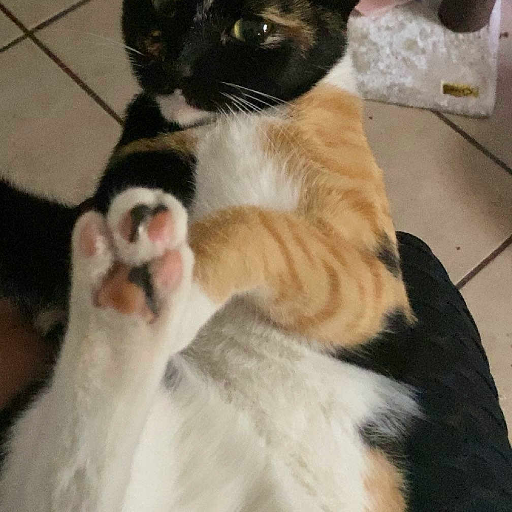 Maggie is registered to the contest to win money with this photo: animal, black_paws, calico, cat, cat_tree, close_up, cute, domestic_cat, ears, feline, fur, indoor, laying_down, paw_pads, pet, pink_paws, playful, relaxed, tile_floor, whiskers