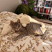Circe joined the competition — help win amazing prizes! cat, tabby_cat, plush_toy, bedspread, floral_pattern, indoor, cozy, furniture, bookshelf, books, plant, green_beanbag, resting, pet, animal, cute, relaxed, home, soft_toy, bedroom