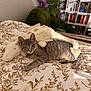 cat, tabby_cat, plush_toy, bedspread, floral_pattern, indoor, cozy, furniture, bookshelf, books, plant, green_beanbag, resting, pet, animal, cute, relaxed, home, soft_toy, bedroom