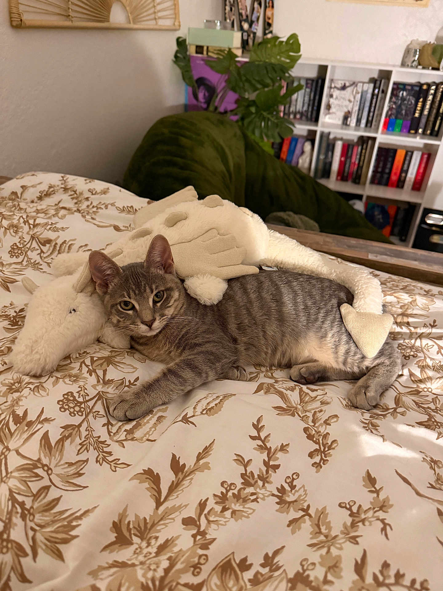 Circe joined the competition — help win amazing prizes! cat, tabby_cat, plush_toy, bedspread, floral_pattern, indoor, cozy, furniture, bookshelf, books, plant, green_beanbag, resting, pet, animal, cute, relaxed, home, soft_toy, bedroom