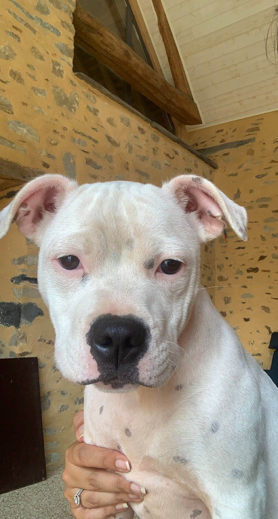 Sia a rejoint le concours — aidez-le/la à gagner de superbes lots ! canidae, carnivore, collar, companion_dog, cordoba_fighting_dog, dog, dog_breed, dogo_guatemalteco, fawn, hardwood, non_sporting_group, pet_supply, snout, sporting_group, terrestrial_animal, whiskers, wood, working_animal, working_dog