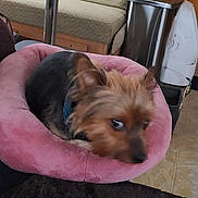 Leroybrown joined the competition — help win amazing prizes! dog, pet_bed, pink, cat_paws, table, bench, television, trash_can, floor, indoor, furniture, animal, fur, cozy, blur, small_dog, yorkshire_terrier, resting, household, cushion