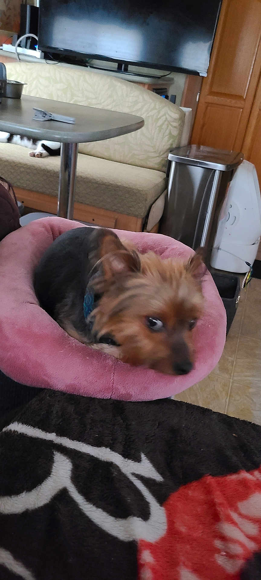 Leroybrown joined the competition — help win amazing prizes! dog, pet_bed, pink, cat_paws, table, bench, television, trash_can, floor, indoor, furniture, animal, fur, cozy, blur, small_dog, yorkshire_terrier, resting, household, cushion