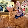 cat, orange_tabby, bow_tie, indoor, couch, blanket, paw_print, penguin_pattern, home_decor, window, tapestry, furniture, cozy, pet, relaxed, close_up, whiskers, ears, fur, living_room