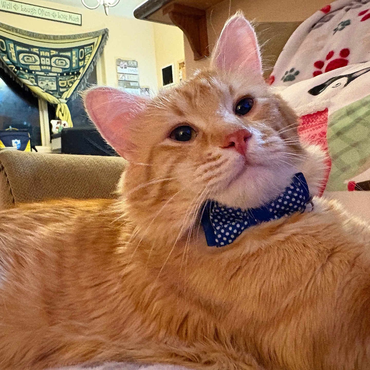 Raja Ragnar joined the competition — help win amazing prizes! blanket, bow_tie, cat, close_up, couch, cozy, ears, fur, furniture, home_decor, indoor, living_room, orange_tabby, paw_print, penguin_pattern, pet, relaxed, tapestry, whiskers, window