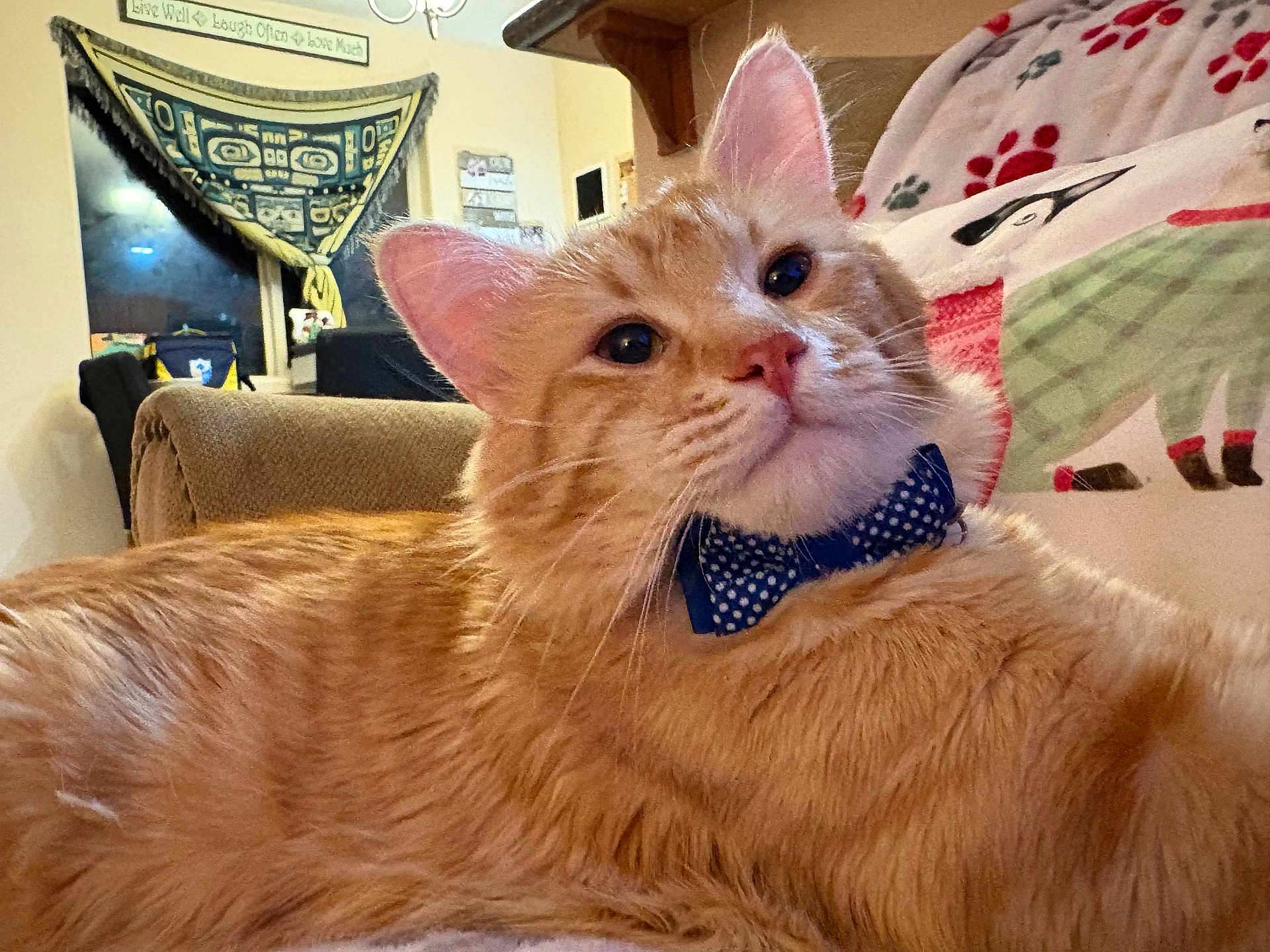 Raja Ragnar joined the competition — help win amazing prizes! cat, orange_tabby, bow_tie, indoor, couch, blanket, paw_print, penguin_pattern, home_decor, window, tapestry, furniture, cozy, pet, relaxed, close_up, whiskers, ears, fur, living_room