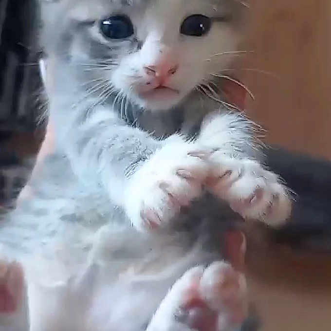 Perle participe au concours pour gagner de l'argent avec cette photo : animal, cat, closeup, curious, cute, feline, fur, gray, hands, indoor, kitten, mammal, paw, pet, playful, small, soft, whiskers, white, young