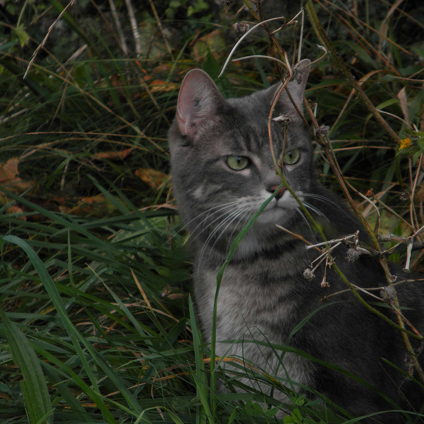 Sanka a rejoint le concours — aidez-le/la à gagner de superbes lots ! abyssinian, angora, animal, cat, den, egyptiancat, grass, indoors, kitten, manx, pet, plant, slate