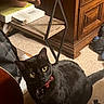 black_cat, cat, pet, indoor, carpet, wooden_cabinet, furniture, yellow_eyes, collar, red_collar, curious, looking_up, sitting, book, shelf, guitar, floor, domestic_animal, household, feline