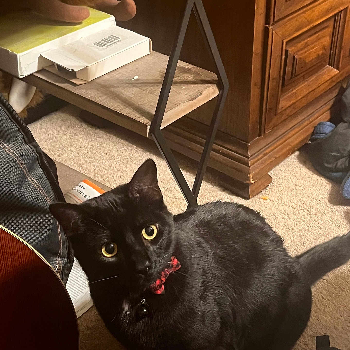 Cosmo is registered to the contest to win money with this photo: black_cat, cat, pet, indoor, carpet, wooden_cabinet, furniture, yellow_eyes, collar, red_collar, curious, looking_up, sitting, book, shelf, guitar, floor, domestic_animal, household, feline