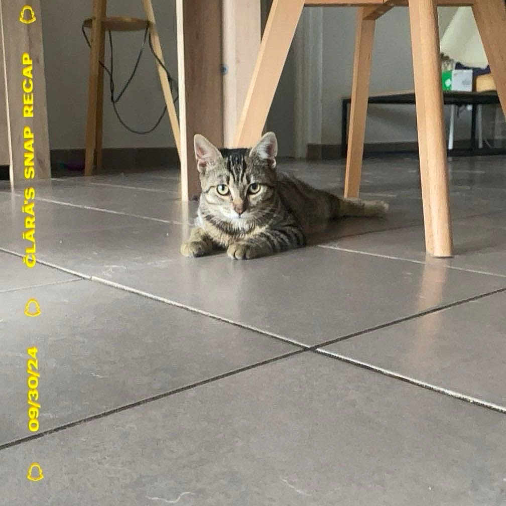 Wouilo participe au concours pour gagner de l'argent avec cette photo : abyssinian, animal, architecture, cat, chair, diningtable, furniture, hardwood, indoors, interiordesign, kitten, manx, path, pet, plywood, slate, table, tile, walkway, wood