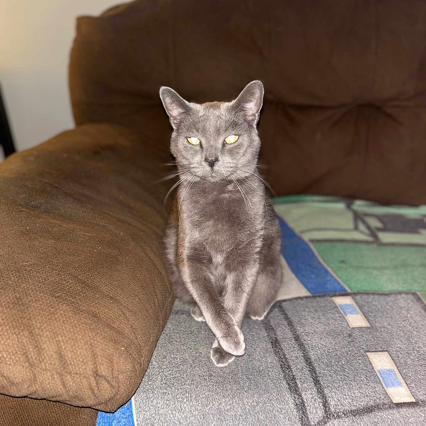Mittens is registered to the contest to win money with this photo: animal, blanket, cat, couch, cozy, crossed_paws, domestic_cat, ears, eyes, fur, furniture, gray_cat, household, indoor, living_room, pet, portrait, resting, sitting, whiskers