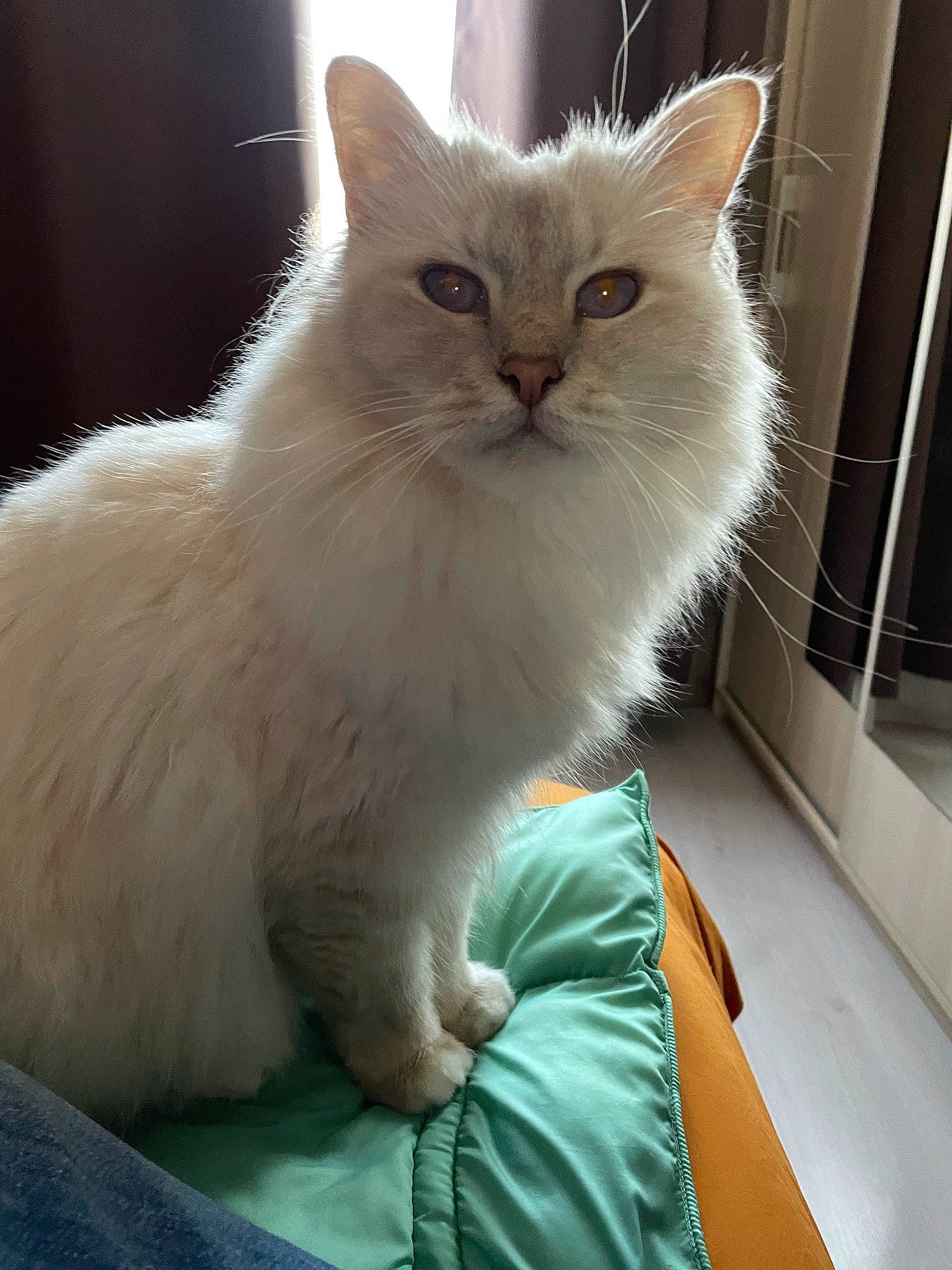 Jain a rejoint le concours — aidez-le/la à gagner de superbes lots ! british_longhair, carnivore, cat, chair, claw, comfort, eye, fawn, felidae, fur, paw, small_to_medium_sized_cats, snout, tail, whiskers