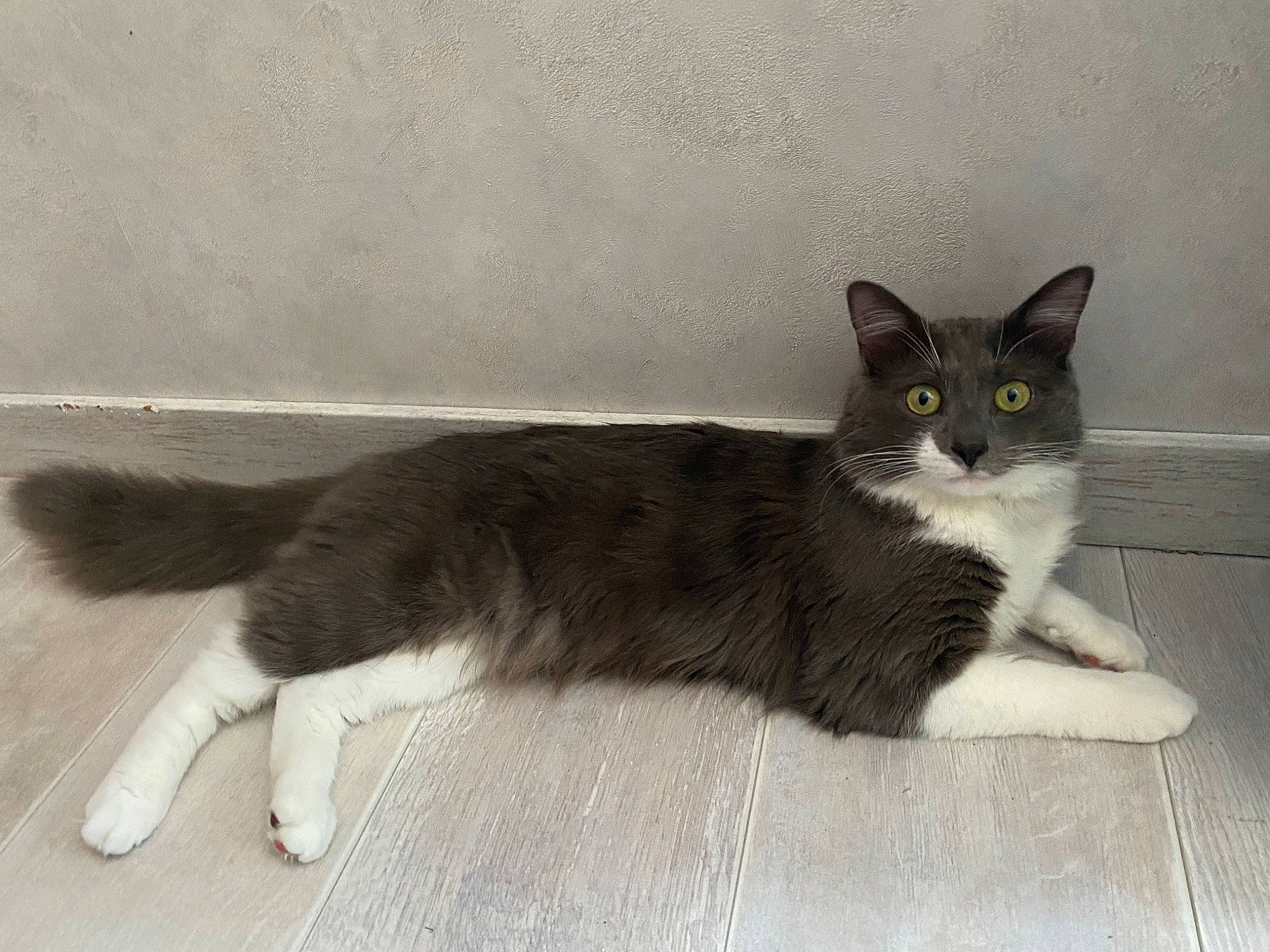 Sirius a rejoint le concours — aidez-le/la à gagner de superbes lots ! carnivore, cat, claw, domestic_short_haired_cat, eye, felidae, flooring, foot, fur, grey, paw, pedestal, sitting, small_to_medium_sized_cats, snout, tail, terrestrial_animal, whiskers