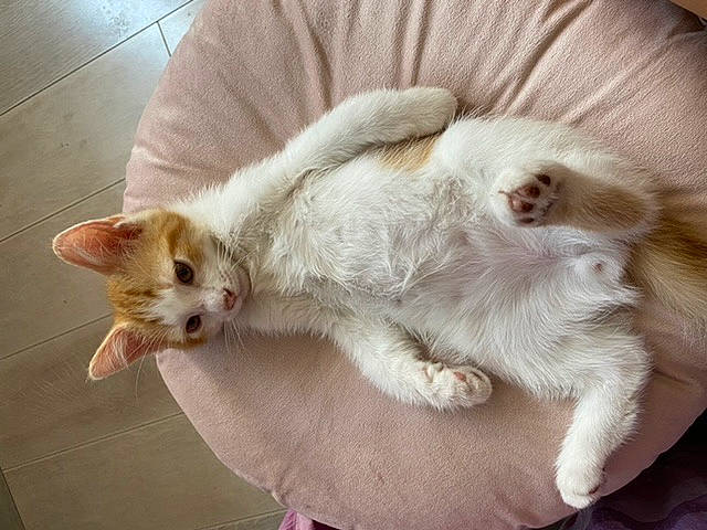 Tayro participe au concours pour gagner de l'argent avec cette photo : carnivore, cat, claw, comfort, companion_dog, domestic_short_haired_cat, ear, fawn, felidae, foot, fur, head, nap, paw, small_to_medium_sized_cats, snout, tail, whiskers