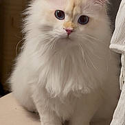 Moomin is registered to the contest to win money with this photo: adorable, animal, blue_eyes, cat, close_up, cream_colored, curious, cute, domestic_cat, face, feline, fluffy, furry, indoor, mammal, pet, portrait, sitting, soft_fur, whiskers
