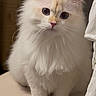 adorable, animal, blue_eyes, cat, close_up, cream_colored, curious, cute, domestic_cat, face, feline, fluffy, furry, indoor, mammal, pet, portrait, sitting, soft_fur, whiskers