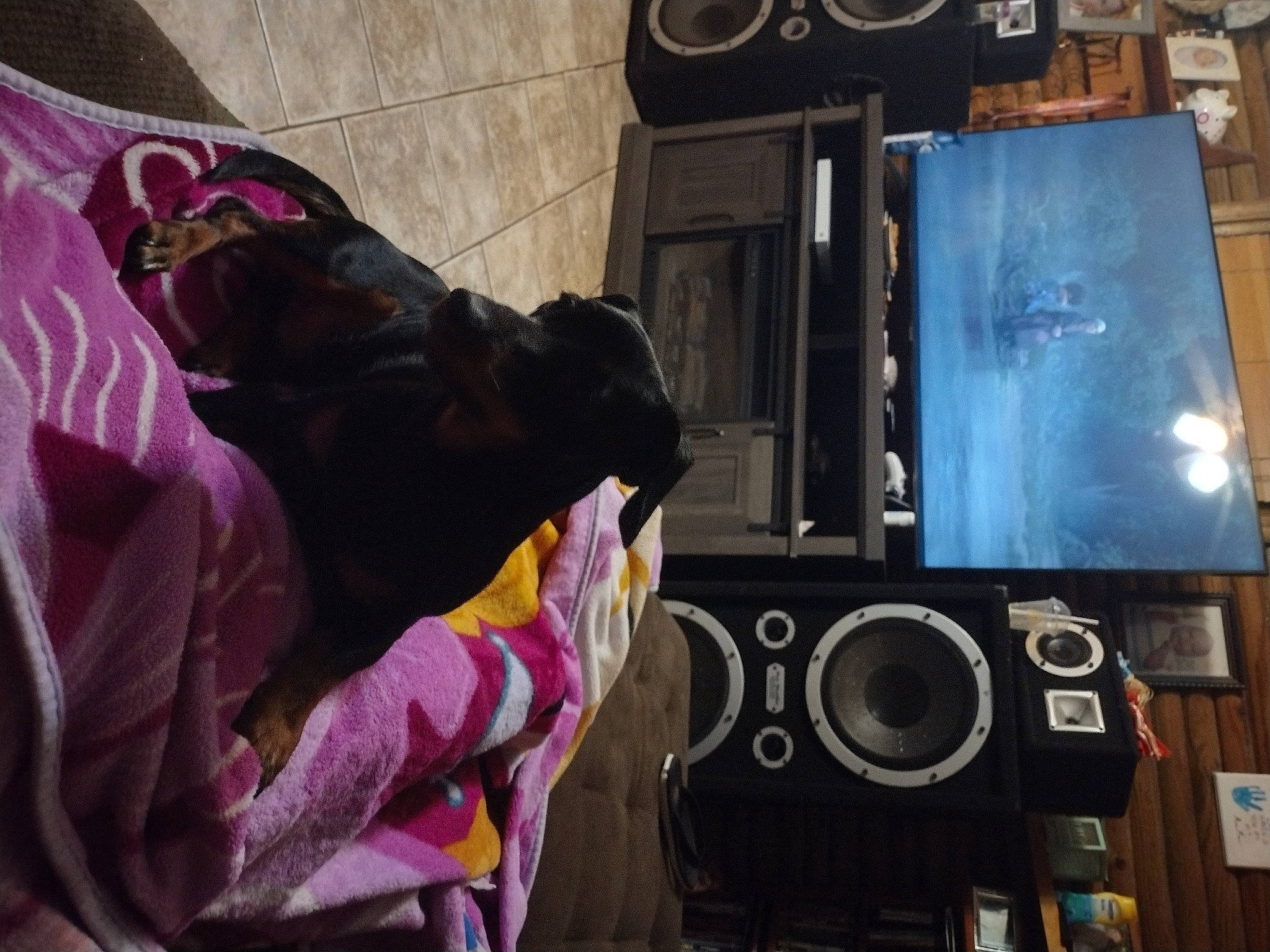 Mudbud joined the competition — help win amazing prizes! audio_equipment, display_device, fun, fur, gadget, hat, loudspeaker, machine, magenta, personal_protective_equipment, purple, room, visual_arts