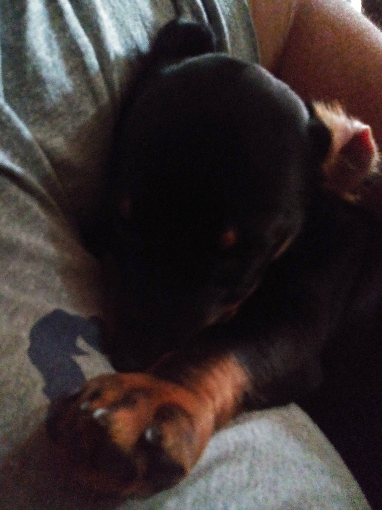 Mudbud joined the competition — help win amazing prizes! canidae, carnivore, cloud, comfort, companion_dog, dog, dog_breed, ear, fawn, guard_dog, liver, mammal, paw, sky, snout, tail, toy_dog, vertebrate, whiskers, working_animal