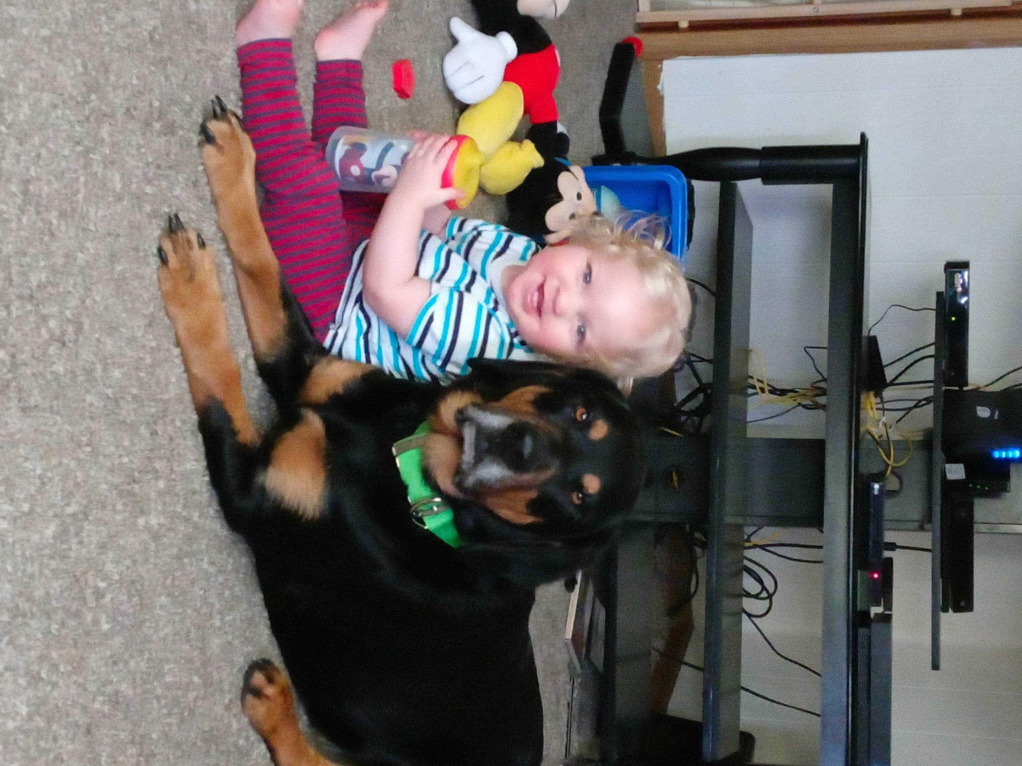 Watson is registered to the contest to win money with this photo: baby, baby_toddler_clothing, baby_toys, canidae, carnivore, companion_dog, dog, dog_breed, fur, guard_dog, joy, mammal, paw, person, plush, shelf, sporting_group, stuffed_toy, teddy_bear, toy