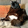 Happy is registered to the contest to win money with this photo: cat, black_cat, fluffy, sitting, couch, indoor, relaxed, pet, feline, orange_pillow, fur, whiskers, tail, home, cozy, animal, resting, domestic_animal, cute, companion