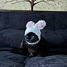 cat, black_cat, bunny_ears_hat, costume, pet, indoor, sofa, couch, furniture, wall_art, tree_painting, animal, cute, fluffy, portrait, domestic_cat, wide_eyes, costumed_pet, relaxed, cozy