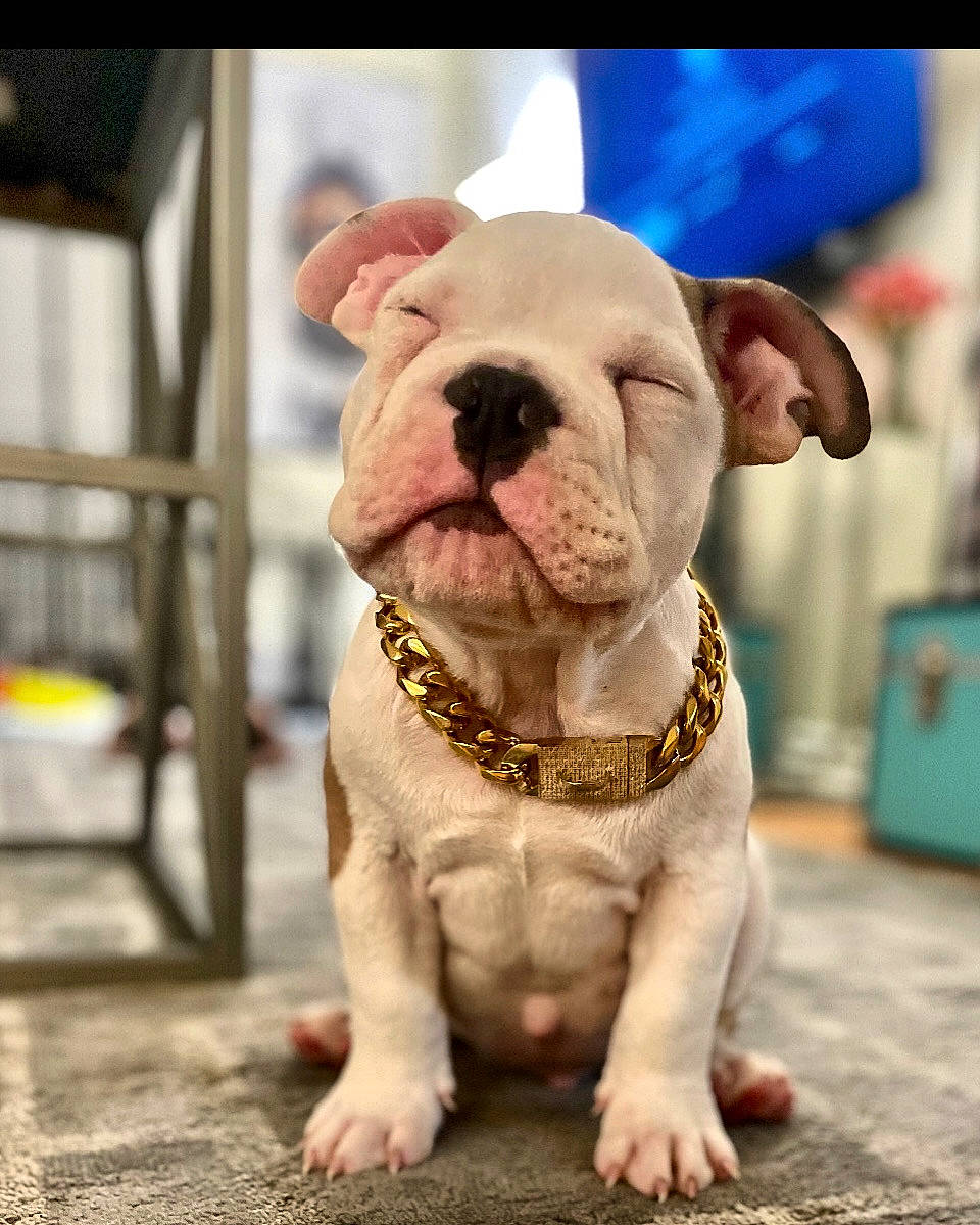 Nugget joined the competition — help win amazing prizes! bulldog, canidae, carnivore, collar, companion_dog, dog, dog_breed, dog_collar, fashion_accessory, fawn, french_bulldog, fur, grass, leash, snout, sporting_group, terrestrial_animal, whiskers, working_animal, wrinkle