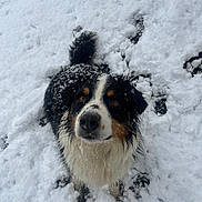Sanji participe au concours pour gagner de l'argent avec cette photo : dog, snow, outdoor, pet, animal, fur, wet, winter, black, white, brown, cute, looking_up, playful, canine, nature, cold, tail, face, adorable