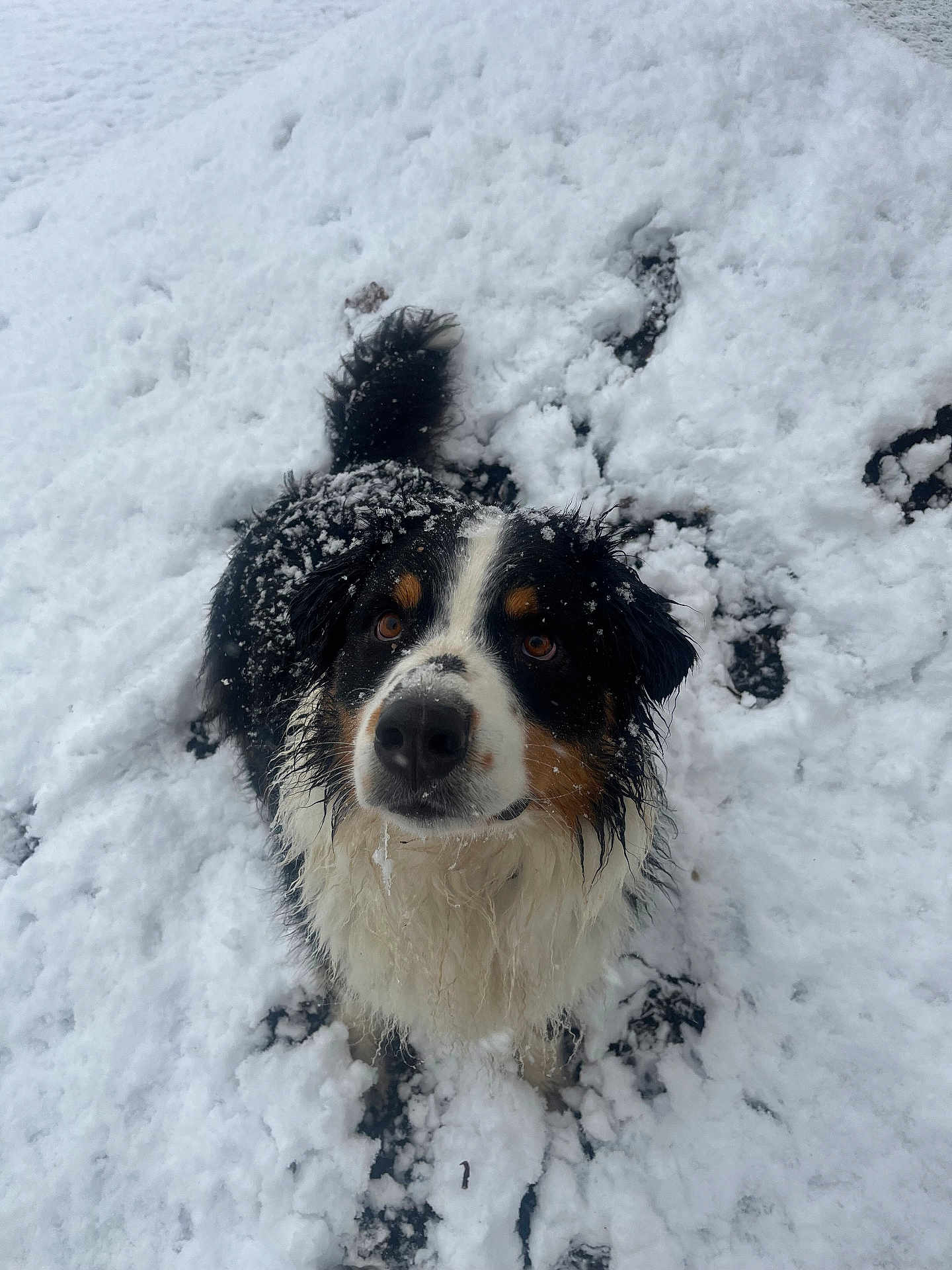 Sanji participe au concours pour gagner de l'argent avec cette photo : dog, snow, outdoor, pet, animal, fur, wet, winter, black, white, brown, cute, looking_up, playful, canine, nature, cold, tail, face, adorable