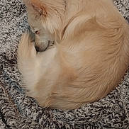 Caine is registered to the contest to win money with this photo: animal, blanket, canine, companion, cozy, curled_up, cute, dog, floor, fur, home, indoor, peaceful, pet, quiet, relaxed, resting, sleeping, soft, tile