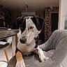 animal, black_and_white, canine, chair, close_up, dog, floppy_ears, furniture, gray_chair, home, household, indoor, living_room, looking_at_camera, paws, pet, portrait, short_hair, sitting, tile_floor