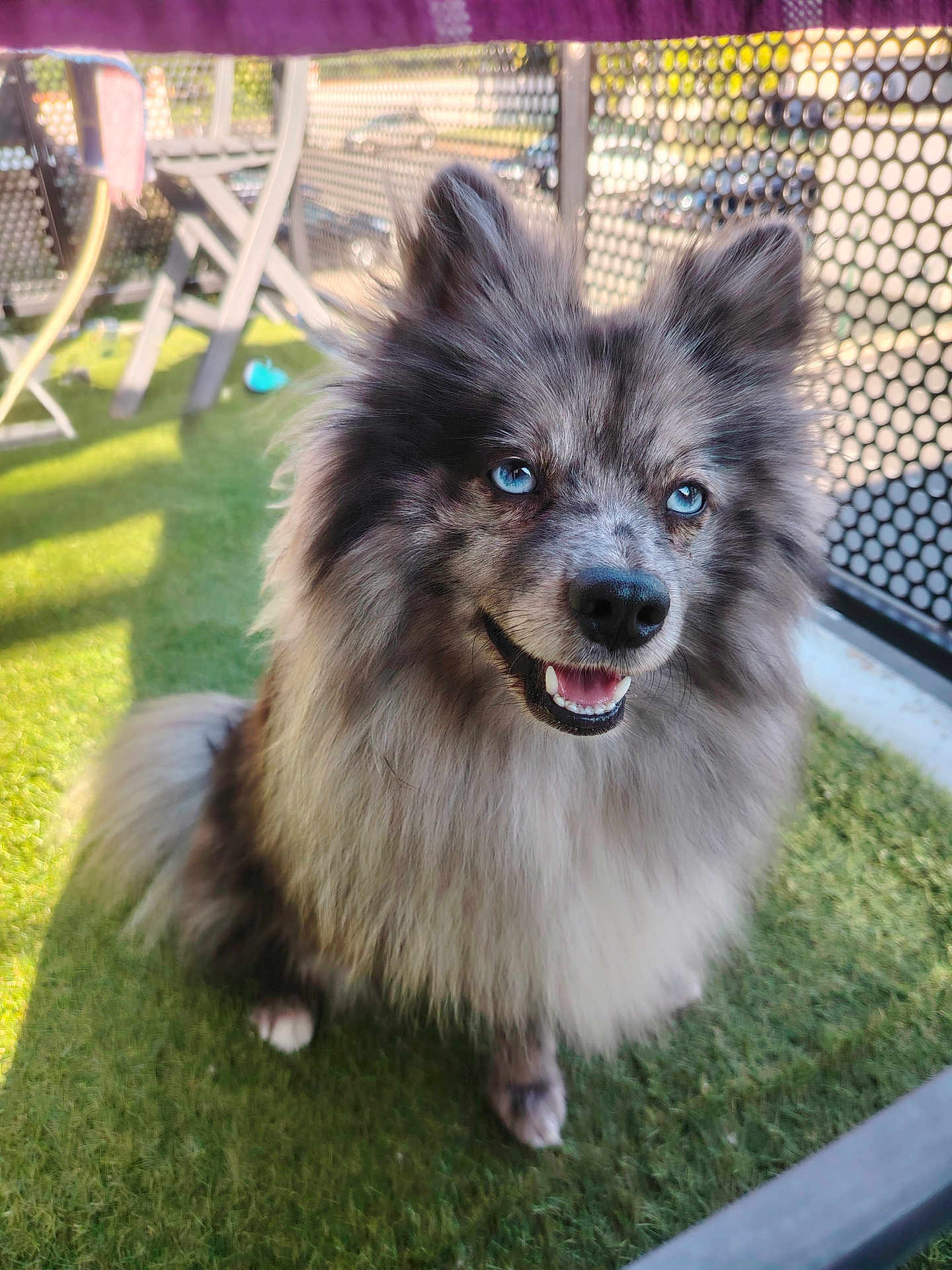 Malou a rejoint le concours — aidez-le/la à gagner de superbes lots ! dog, blue_eyes, fluffy, smiling, outdoor, grass, fence, balcony, sunlight, shadow, happy, pet, animal, canine, portrait, sitting, ears_up, closeup, nature, daylight