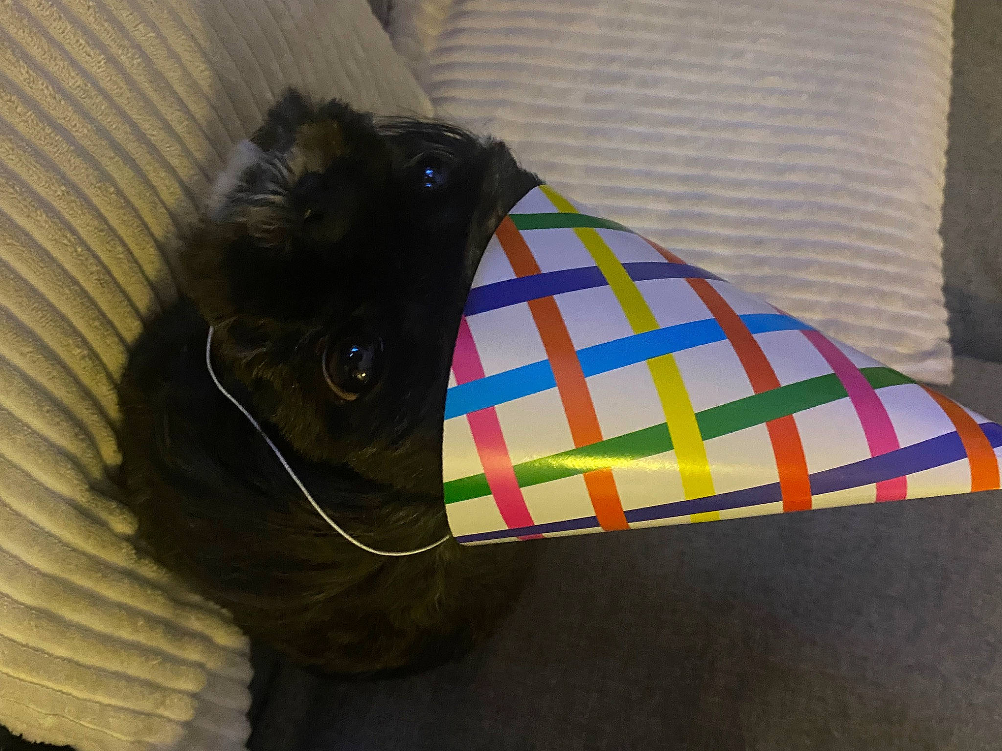 Sissi a rejoint le concours — aidez-le/la à gagner de superbes lots ! bag, baggage, black_cat, carmine, carnivore, cat, comfort, fashion_accessory, felidae, fur, linens, luggage_and_bags, pattern, plaid, sleeve, small_to_medium_sized_cats, tail, tartan, whiskers, wood