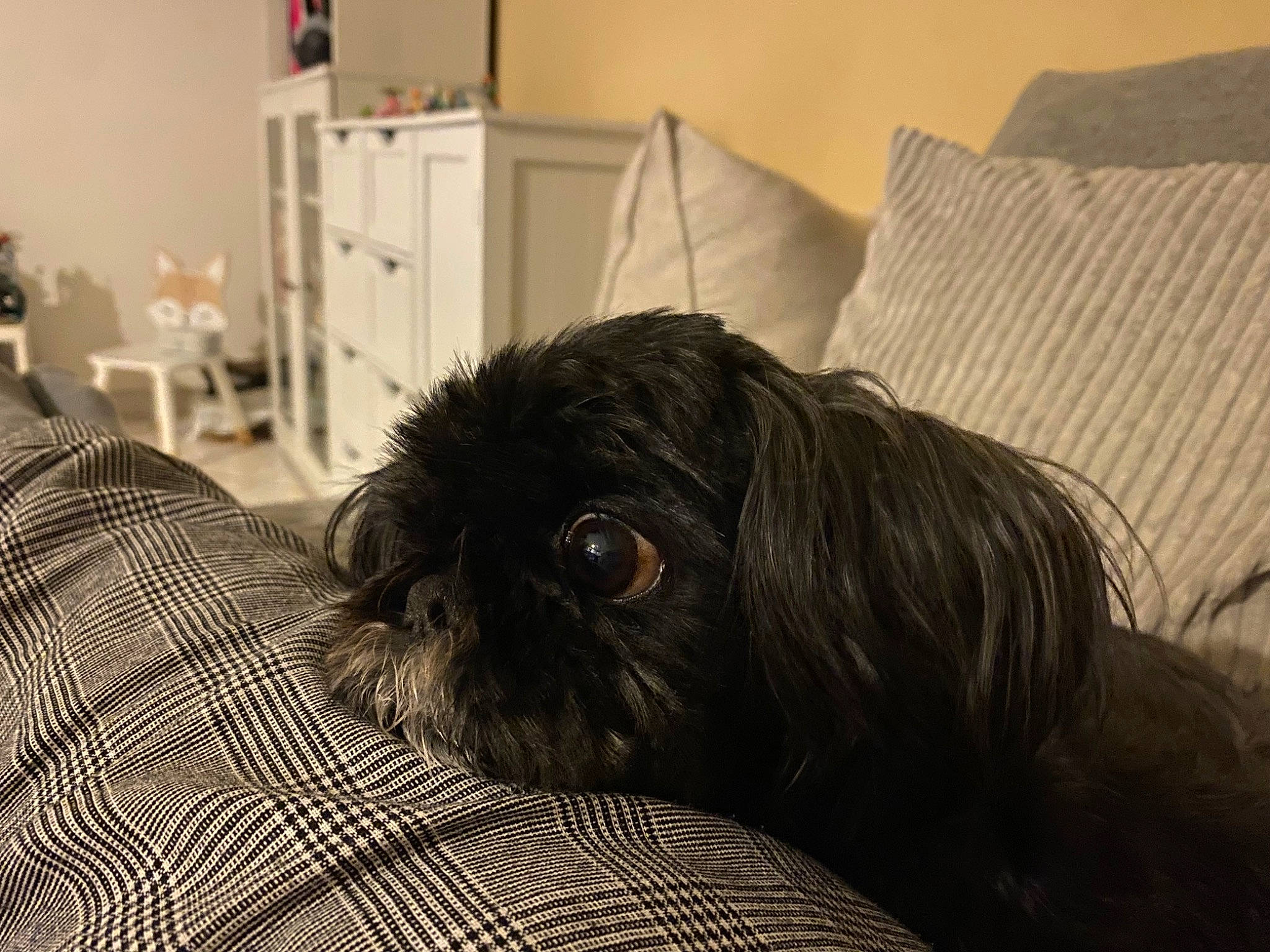 Sissi a rejoint le concours — aidez-le/la à gagner de superbes lots ! cabinetry, canidae, carnivore, comfort, companion_dog, dog, dog_breed, fur, grey, linens, liver, room, small_terrier, snout, sporting_group, terrestrial_animal, terrier, toy_dog, whiskers, working_animal